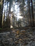 Cool sun rays