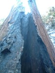 Chimney tree