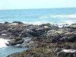 Sea Lions
