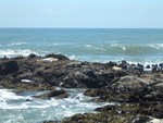 Sea lions again