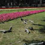 Lizard statues