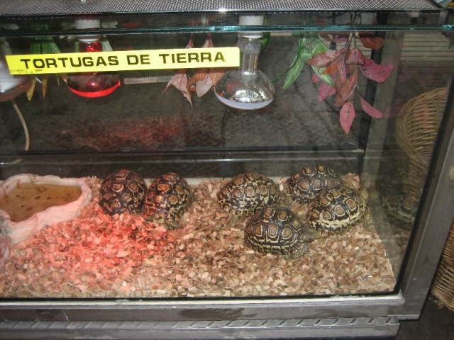 Pet turtles