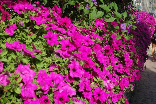 More Flowers