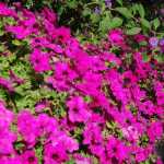 More Flowers