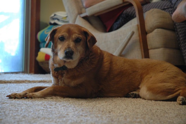 Guard Dog