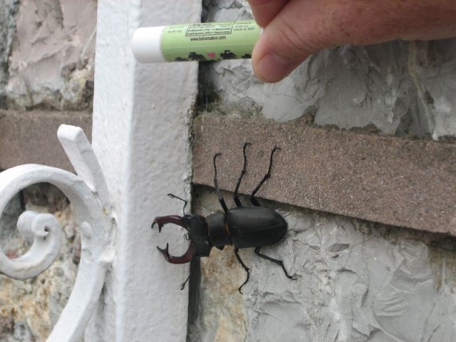 Huge Bug