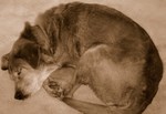 Coccoa asleep