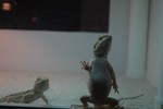 Waving to his fellow fat-man
